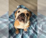 Small #7 Bulldog