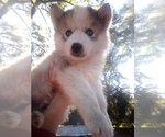 Image preview for Ad Listing. Nickname: SIBERIAN