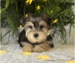 Small #7 Morkie