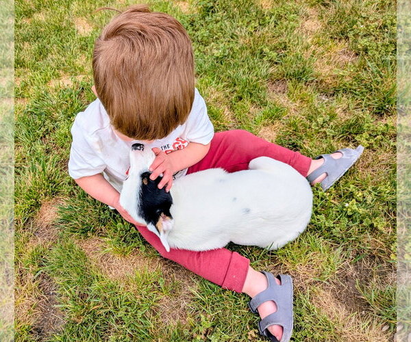 Medium Photo #15 Border Collie-Unknown Mix Puppy For Sale in Sandy, UT, USA