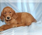 Small Photo #2 Golden Retriever Puppy For Sale in BLOOMINGTON, IN, USA