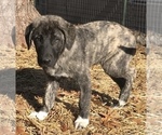 Small Photo #8 Anatolian Shepherd Puppy For Sale in CHANDLERVILLE, IL, USA