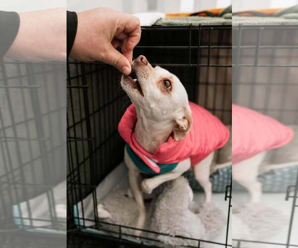 Medium Photo #3 Chihuahua-Unknown Mix Puppy For Sale in Visalia, CA, USA