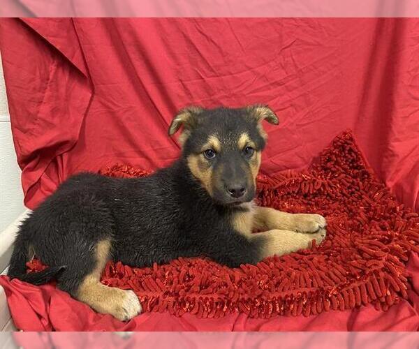 Medium Photo #1 German Shepherd Dog Puppy For Sale in Modesto, CA, USA