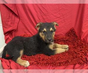 German Shepherd Dog Dogs for adoption in Modesto, CA, USA