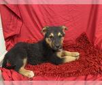Small German Shepherd Dog