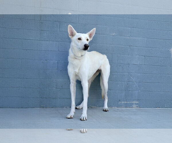 Medium Photo #2 Siberian Husky-Unknown Mix Puppy For Sale in Pasadena, CA, USA