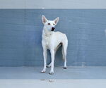 Small #1 Siberian Husky Mix