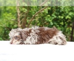 Small #10 ShihPoo