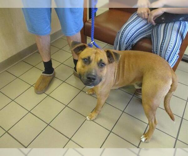 Medium Photo #1 Black Mouth Cur Puppy For Sale in Ocala, FL, USA