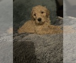 Puppy Lottie Goldendoodle