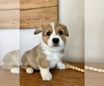 Small Photo #5 Pembroke Welsh Corgi Puppy For Sale in ROCK VALLEY, IA, USA