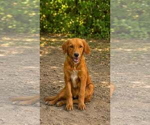 Pyrenees Border Collie Dogs for adoption in Oakhurst, NJ, USA
