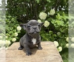 Small #2 French Bulldog