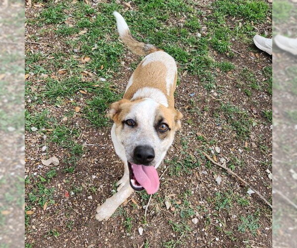 Medium Photo #2 Mutt Puppy For Sale in Rockaway, NJ, USA
