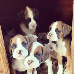 Boxer Puppy for sale in PHELAN, CA, USA