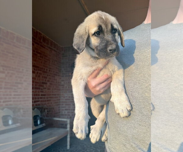 Medium Photo #2 Anatolian Pyrenees Puppy For Sale in Houston, TX, USA