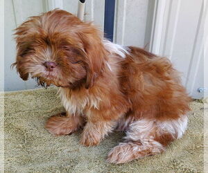 Shih Tzu Dogs for adoption in Mountain View, MO, USA