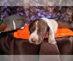 Puppy Puppy 3 German Shorthaired Pointer