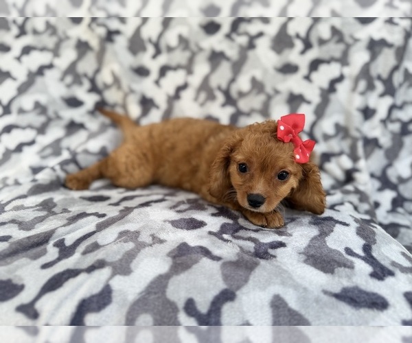 Medium Photo #2 Cavapoo (Miniature) Puppy For Sale in LAKELAND, FL, USA