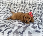 Small #1 Cavapoo (Miniature)