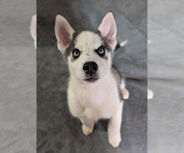 Medium Photo #5 Siberian Husky Puppy For Sale in PIPE CREEK, TX, USA