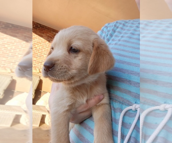 Medium Photo #4 Golden Labrador Puppy For Sale in BLACKVILLE, SC, USA
