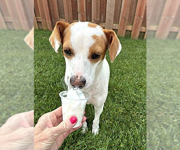 Medium Photo #1 Jack Russell Terrier-Unknown Mix Puppy For Sale in Plainfield, IL, USA
