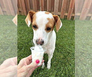 Jack Russell Terrier-Unknown Mix Dogs for adoption in Plainfield, IL, USA