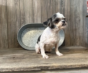 Mother of the Shih Tzu puppies born on 03/08/2025