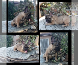 French Bulldog Puppy for sale in GLASSELL, CA, USA