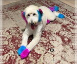 Small Poodle (Standard) Mix