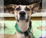 Debbie - Female Mutt Dog for Adoption - Small photo