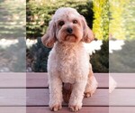 Small Photo #1 Cavapoo (Miniature) Puppy For Sale in SYRACUSE, IN, USA