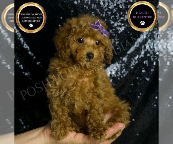 Medium Photo #1 Poodle (Miniature) Puppy For Sale in WARSAW, IN, USA