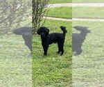 Small Photo #1 Poodle (Miniature) Puppy For Sale in WELLFORD, SC, USA