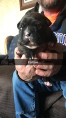 American Bully Mikelands -French Bulldog Mix Puppy for sale in SOUTH HAVEN, MN, USA
