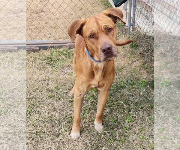 Medium Photo #6 Mutt Puppy For Sale in Clinton, OK, USA