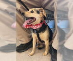 Small #6 Beagle-Chihuahua Mix