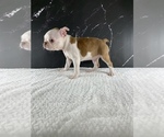 Puppy Gandalf AKC Boston Terrier