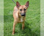 Small #2 German Shepherd Dog Mix