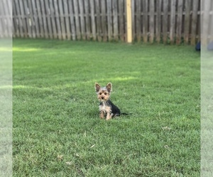Yorkshire Terrier Puppy for sale in HELENA, AL, USA