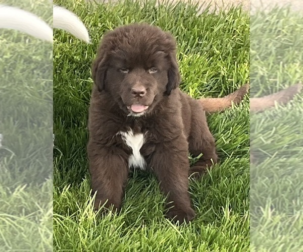 Medium Photo #1 Newfoundland Puppy For Sale in WAUSEON, OH, USA