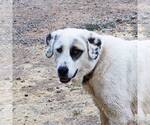 Small #3 Anatolian Shepherd-Great Pyrenees Mix