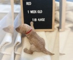 Small #10 Goldendoodle