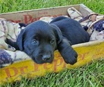Small Photo #5 Labrador Retriever Puppy For Sale in SEDALIA, MO, USA