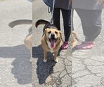 Small #2 Beagle Mix