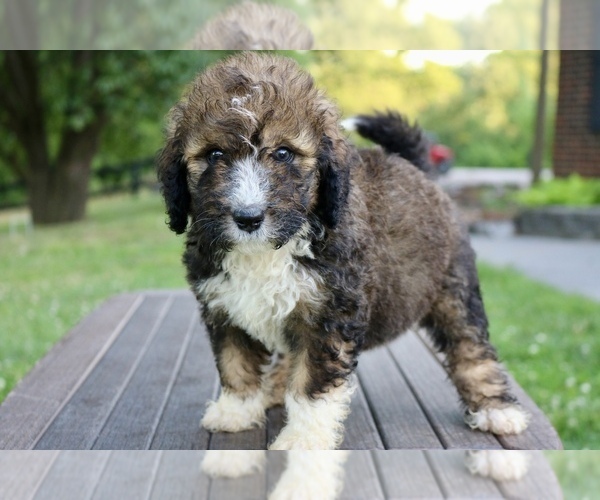 Medium Photo #8 Bernedoodle Puppy For Sale in KNOB NOSTER, MO, USA