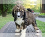 Small #7 Bernedoodle