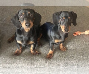 Dachshund Puppy for sale in VICTORVILLE, CA, USA